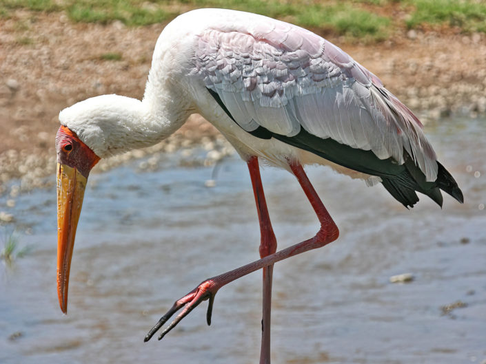 Yellow-billed stork