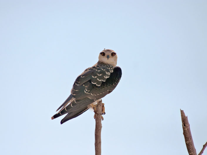 Black-winged kite