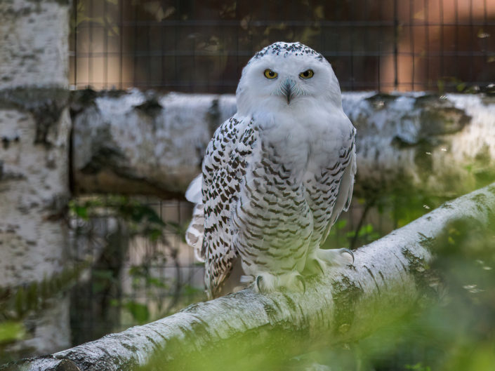 Snowy owl