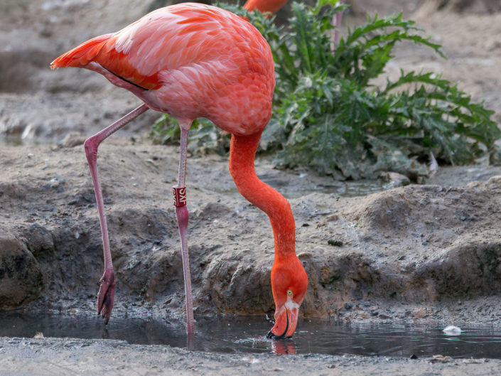 American flamingo