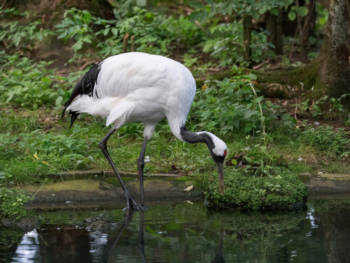 Red-crowned crane