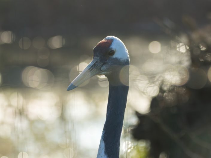 Red-crowned crane