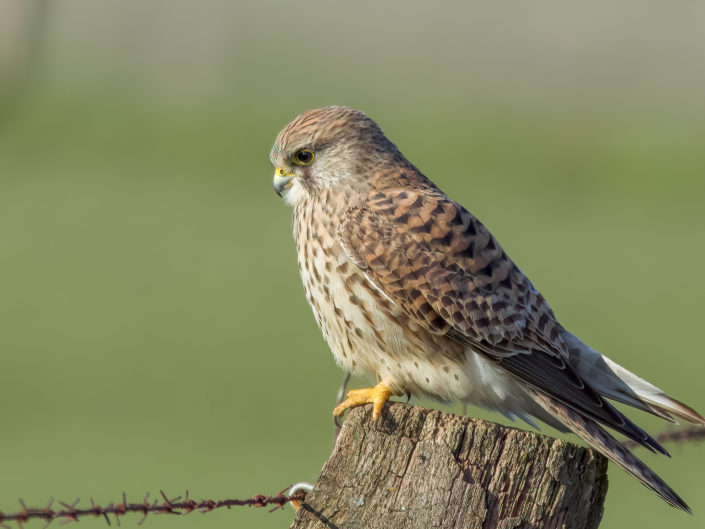 Common kestrel