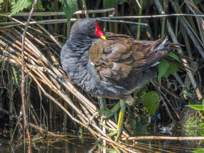 Common moorhen