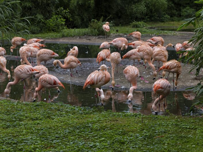 Group of chilean flamingos