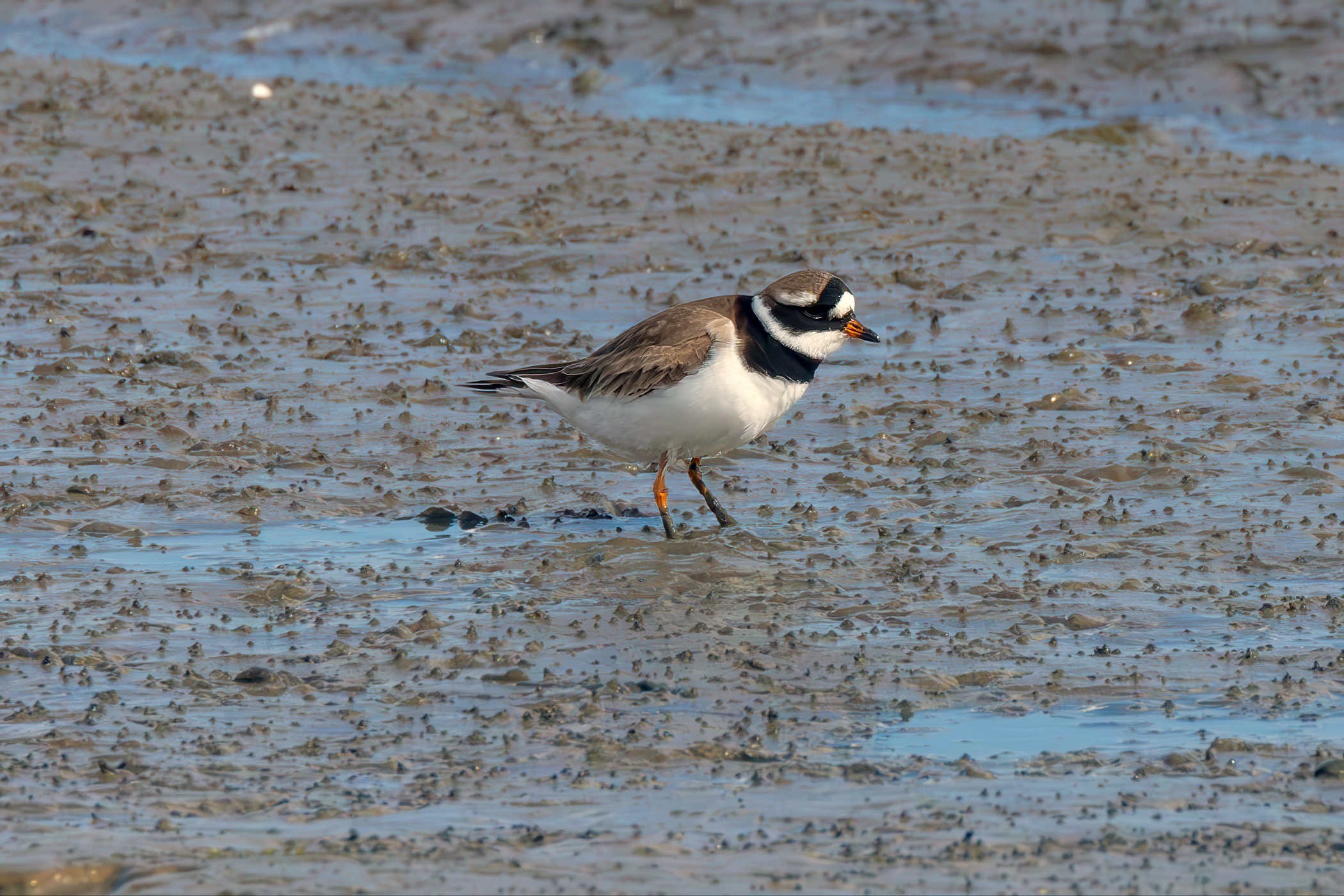 Common ringed plover (Sandregenpfeifer), Lauwersoog, 2025