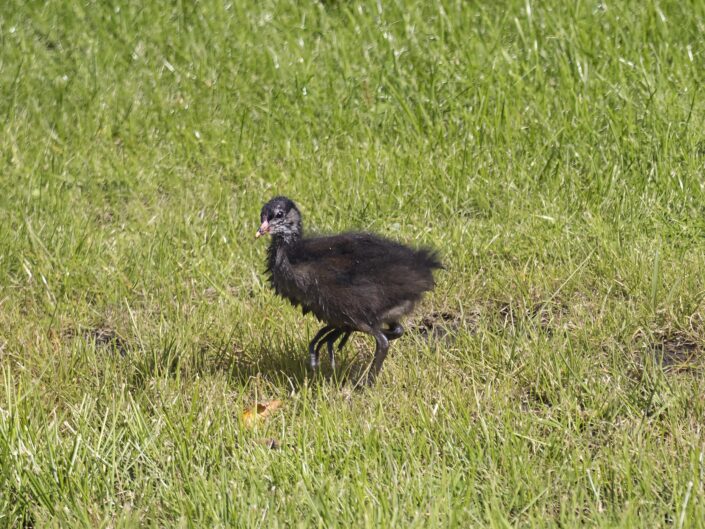 Young common moorhen