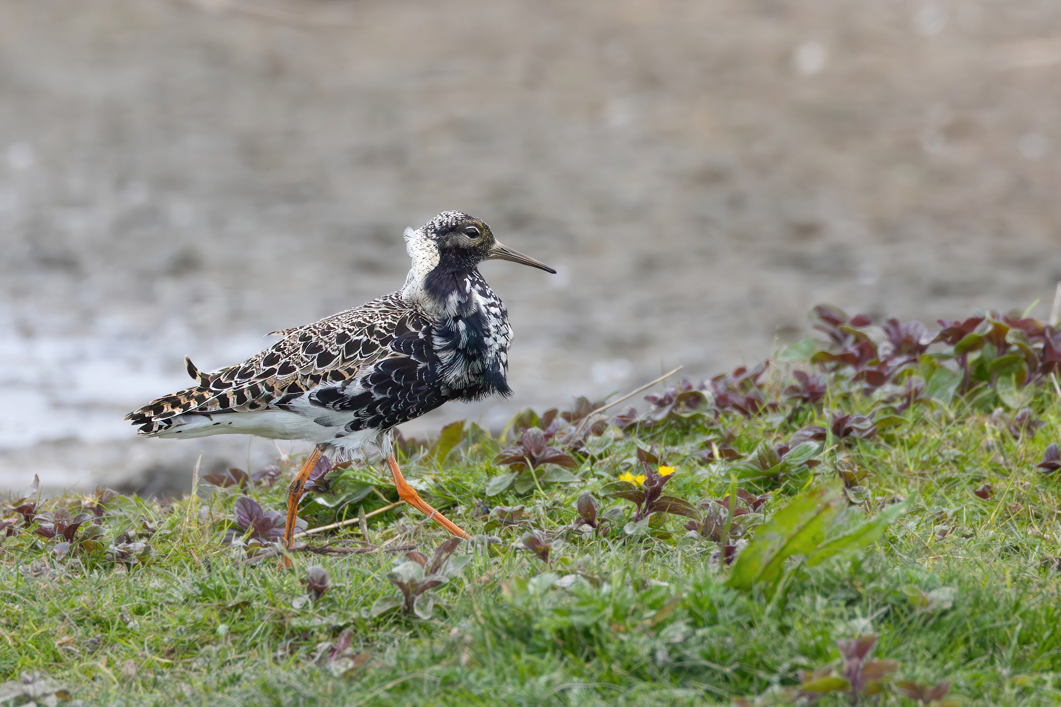 Ruff (Kampfläufer), Ezumakeeg, 2025