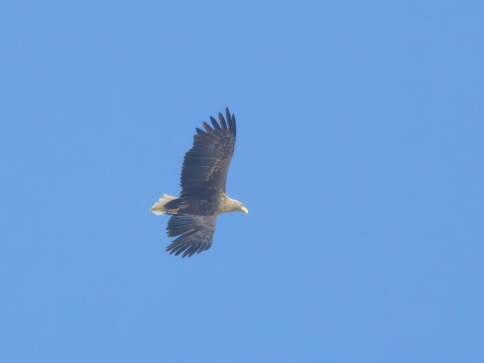 Haliaeetus albicilla, White-tailed eagle (Seeadler)