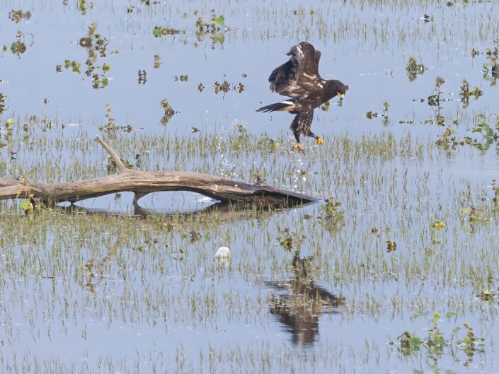 Clanga clanga, Greater spotted eagle, Schelladler