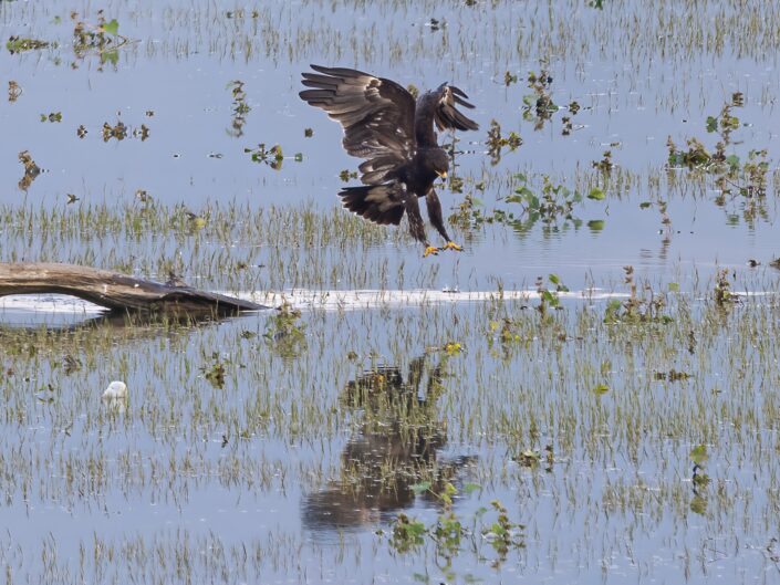 Clanga clanga, Greater spotted eagle, Schelladler