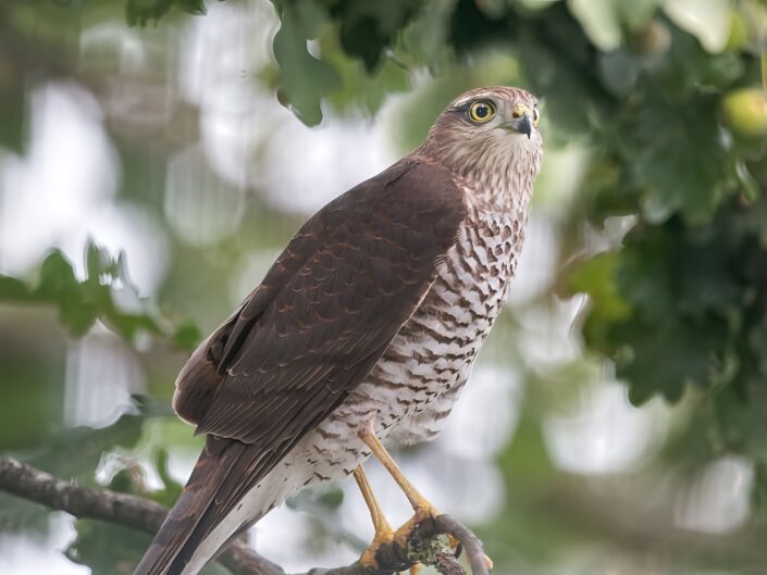 Accipiter nisus, Eurasian sparrowhawk (fem), Sperber (weibl)