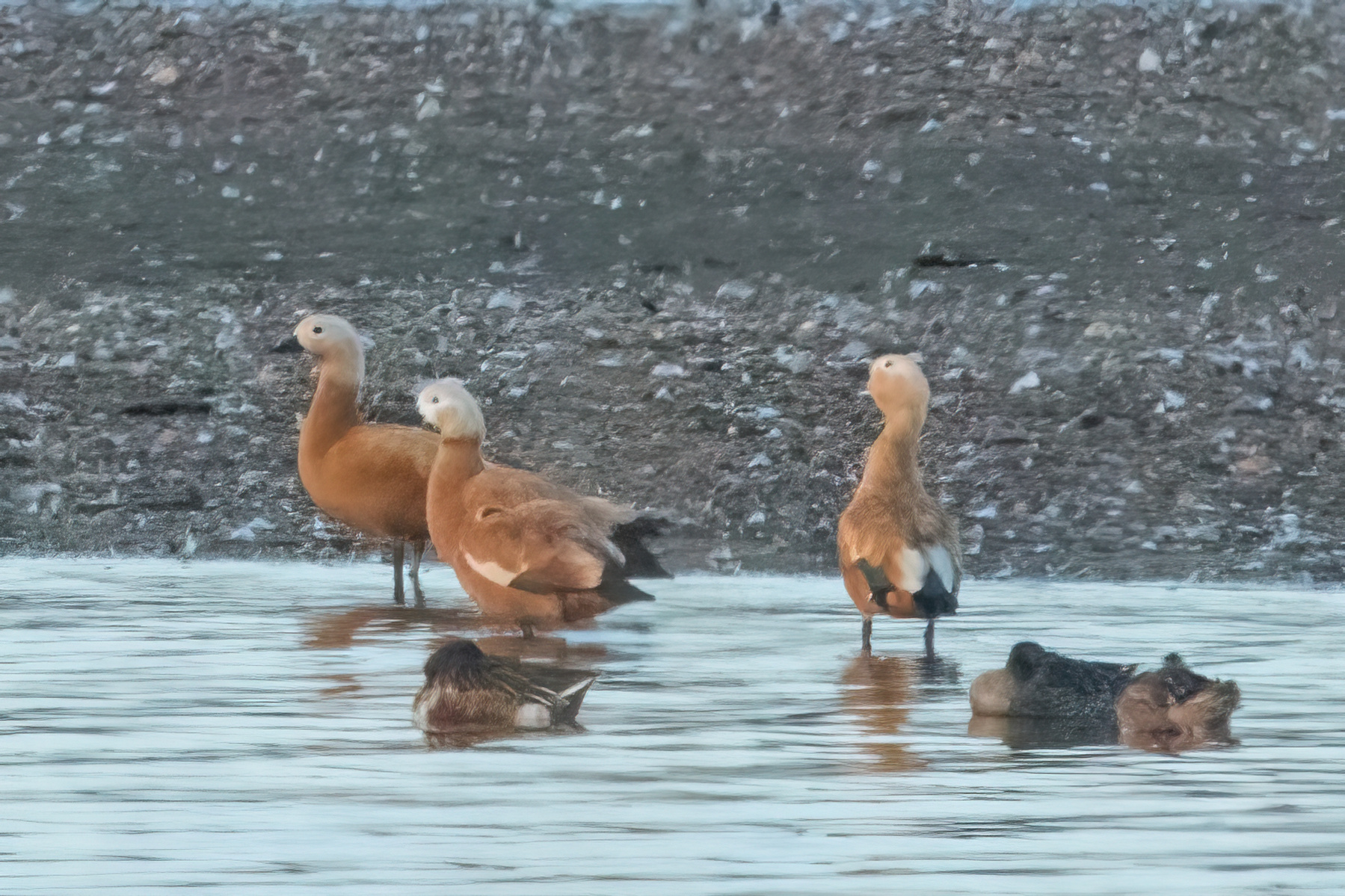 Ruddy shelducks