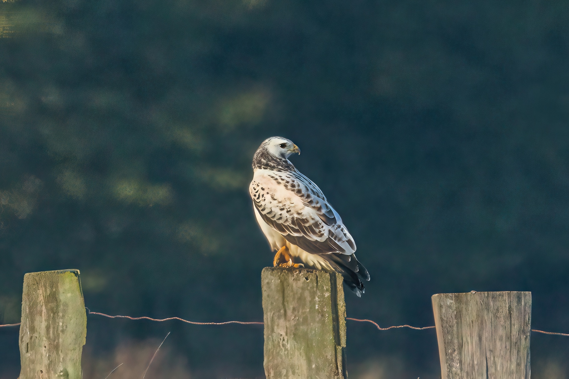 Light-colored common buzzard on a perch