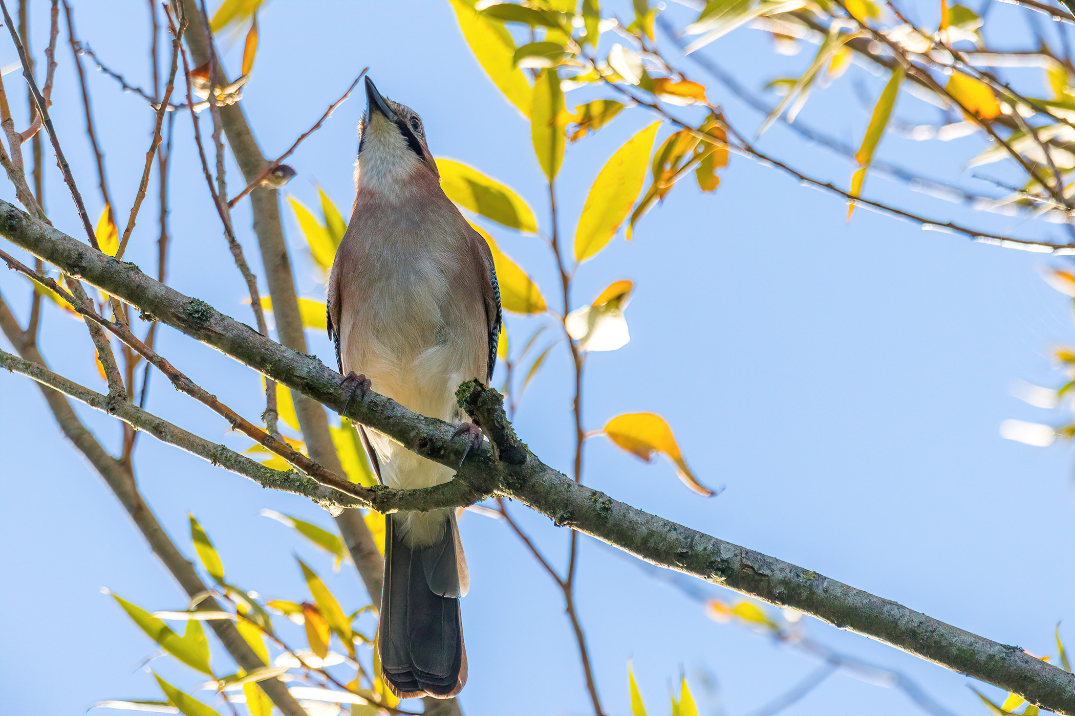 Eurasian jay