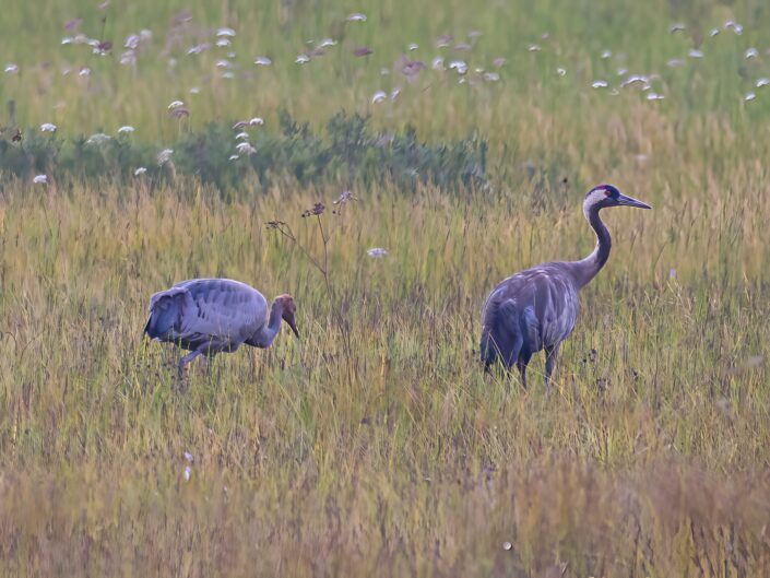 Common cranes