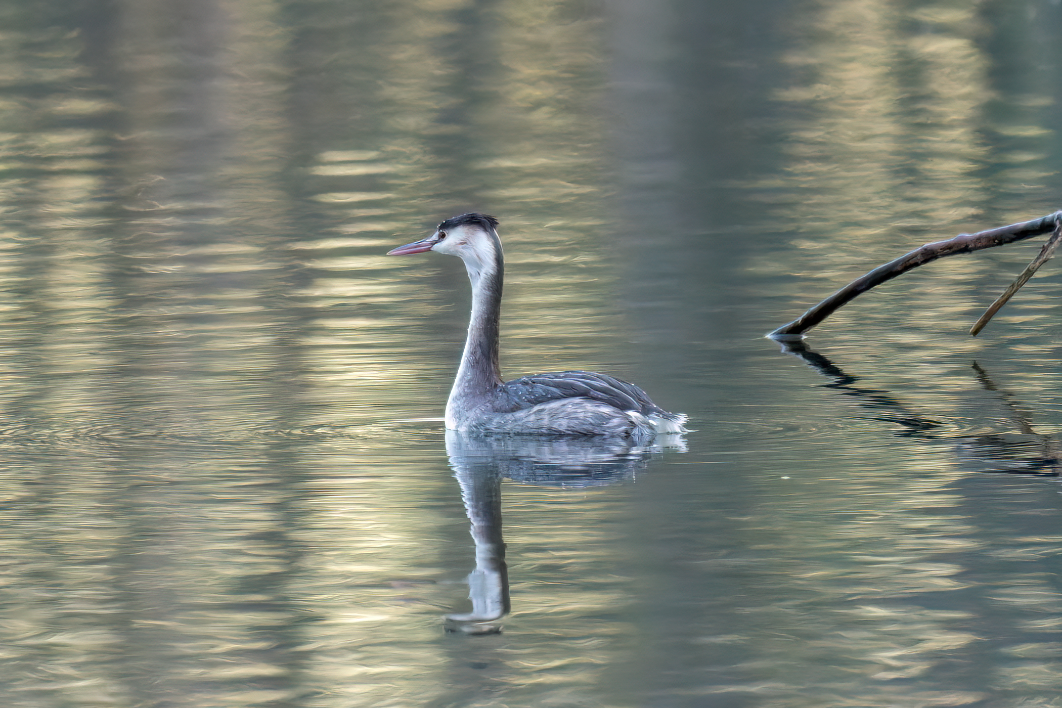 Great crested grebe
