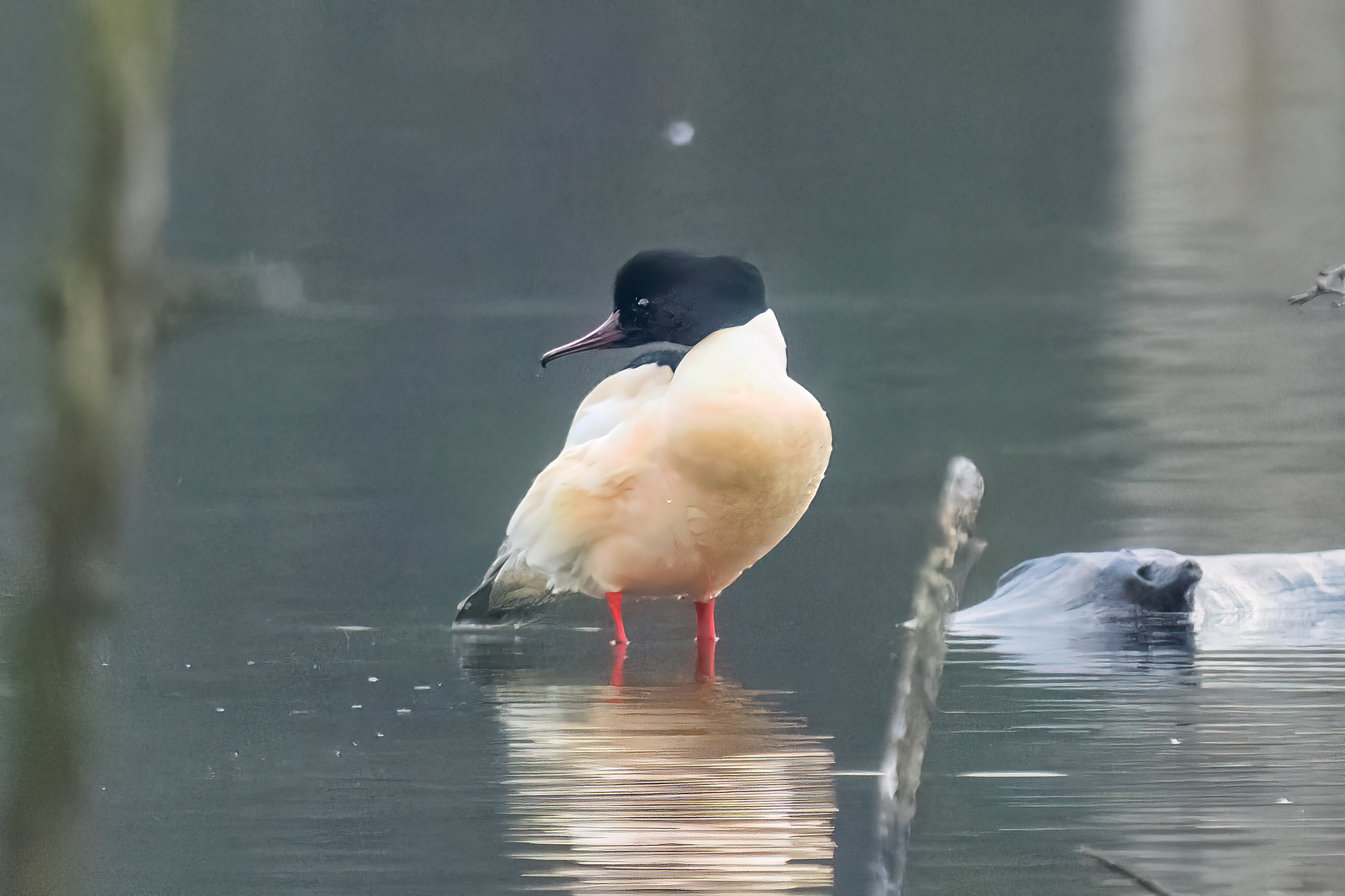 Common merganser