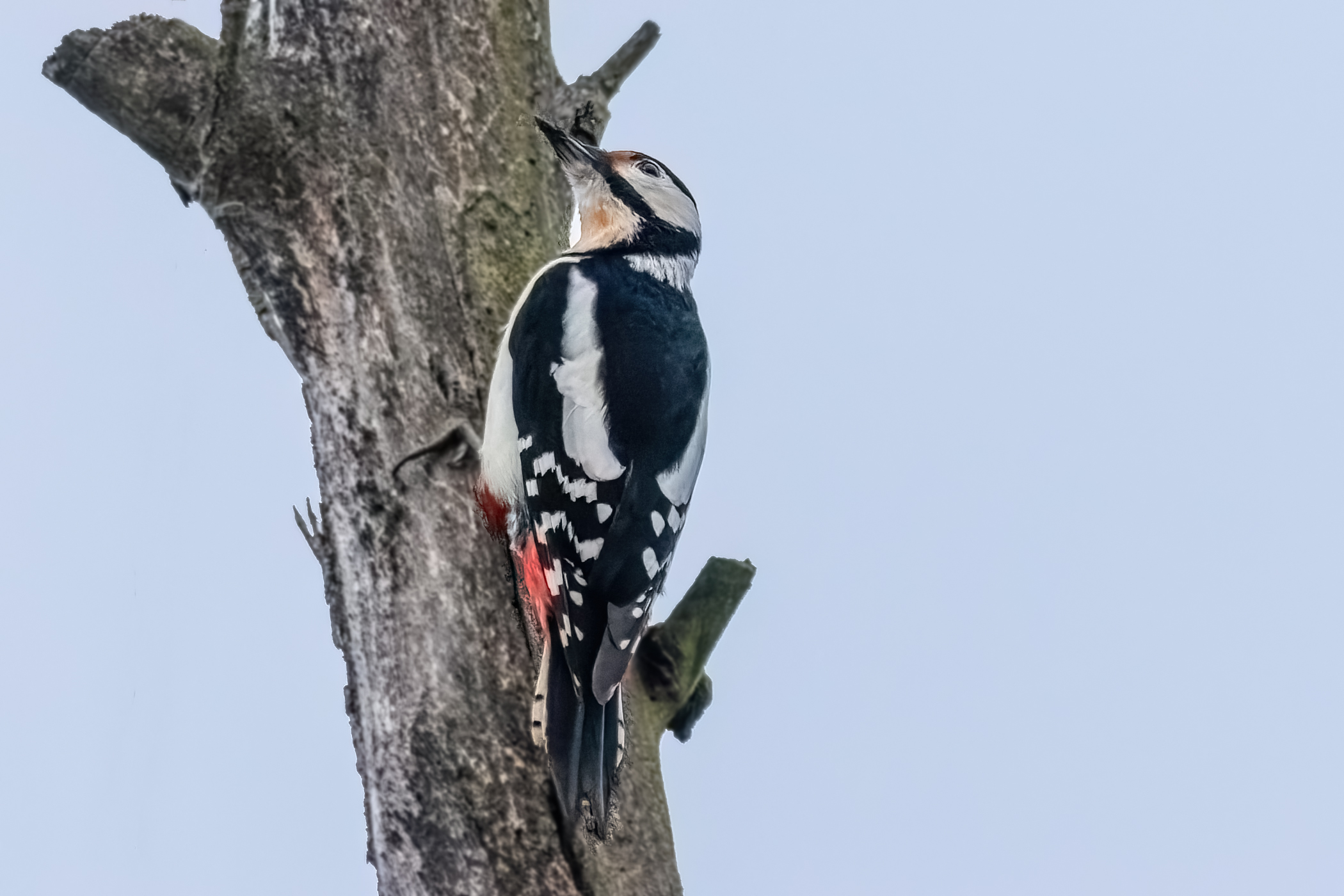 Great spotted woodpecker