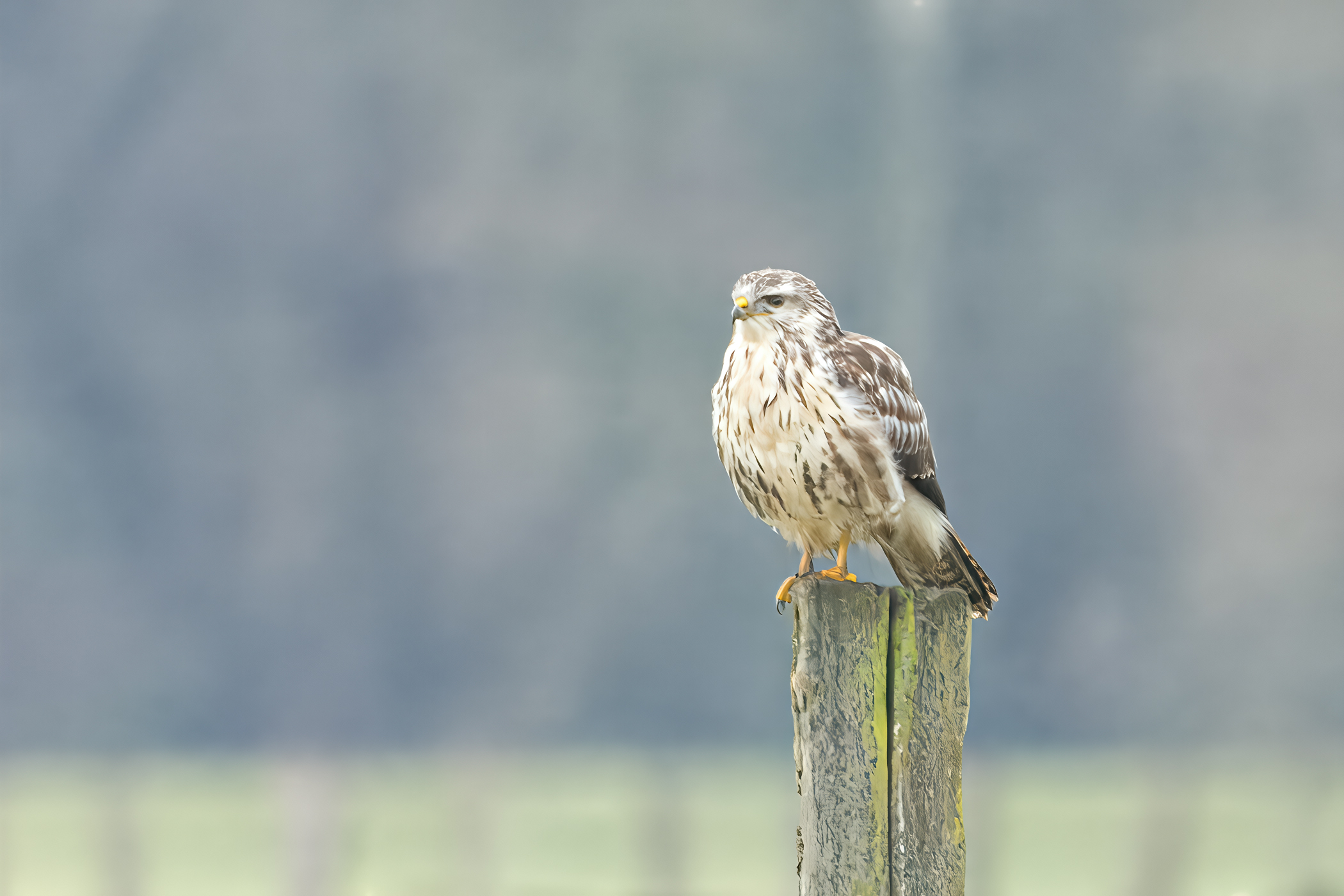 Common buzzard