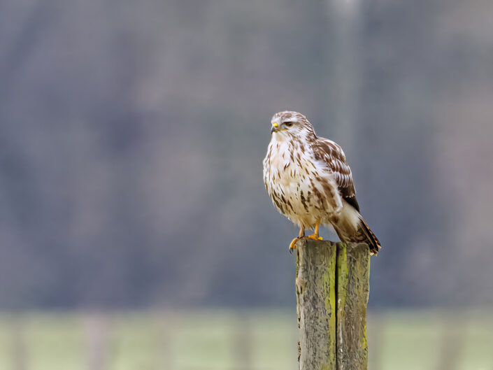 Buteo buteo, Common buzzard, Mäusebussard