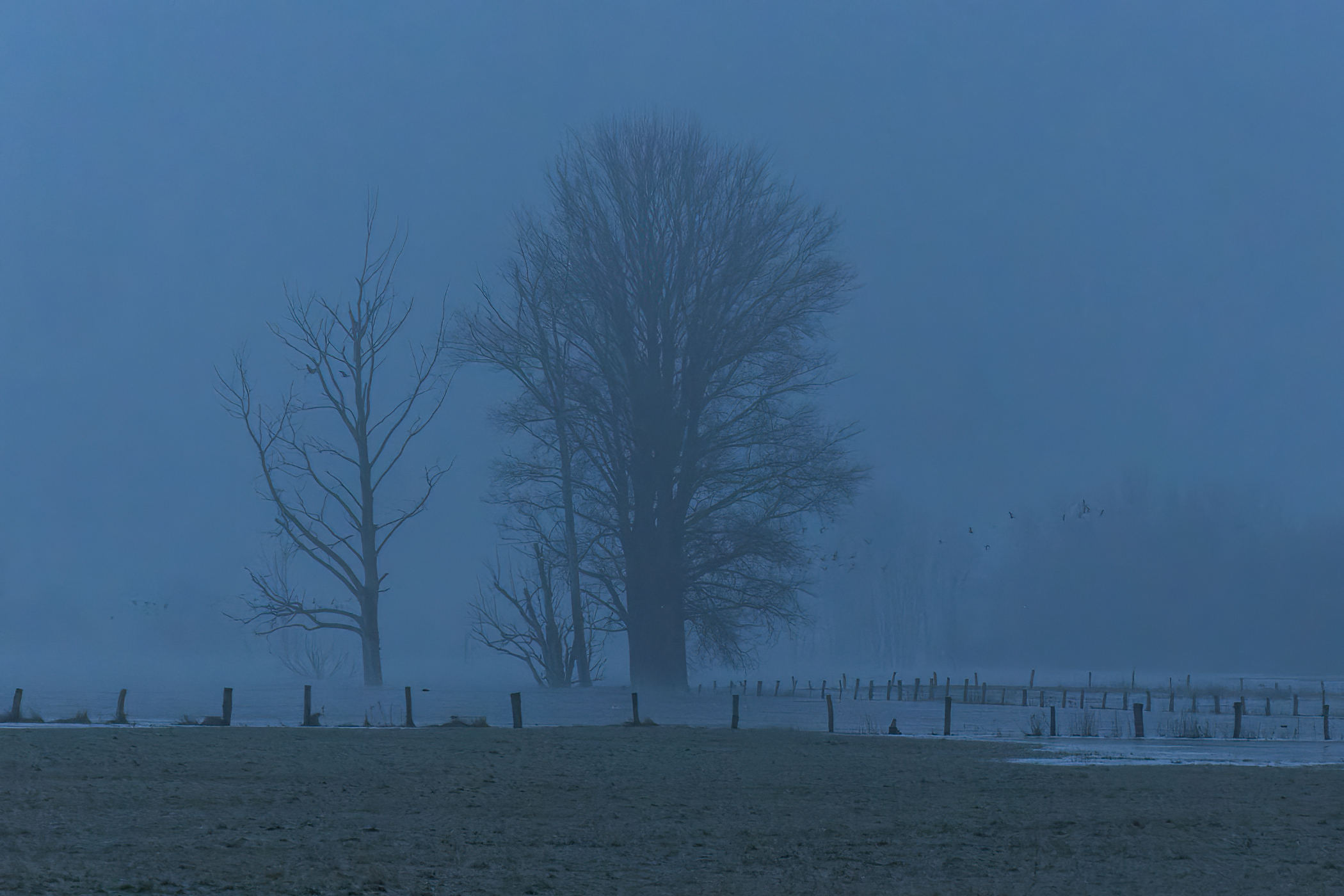 Winter at Bislicher Insel