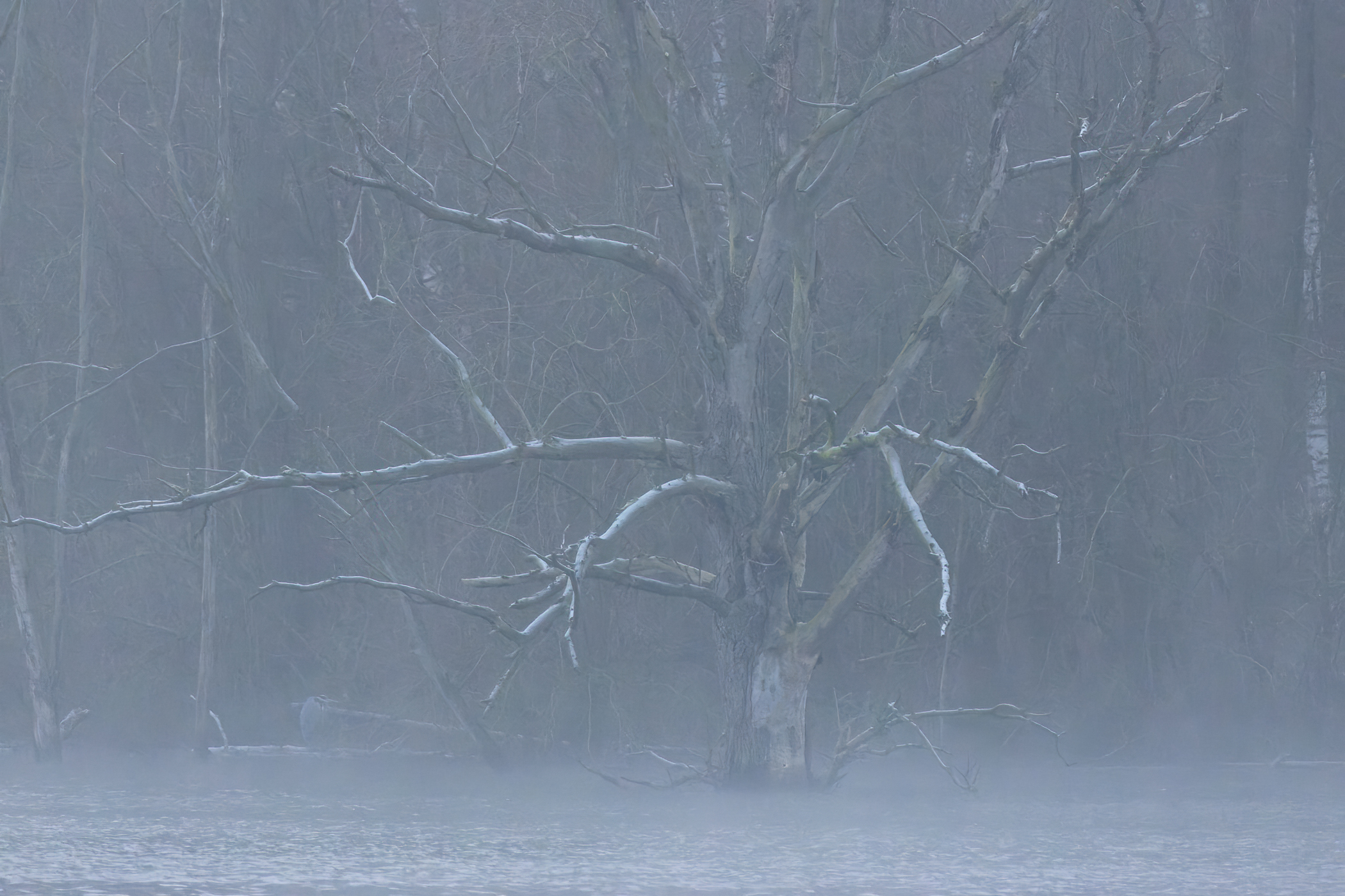 Winter at Bislicher Insel