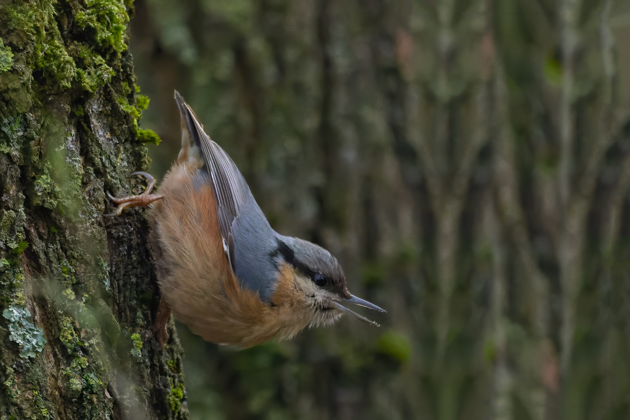 Nuthatch