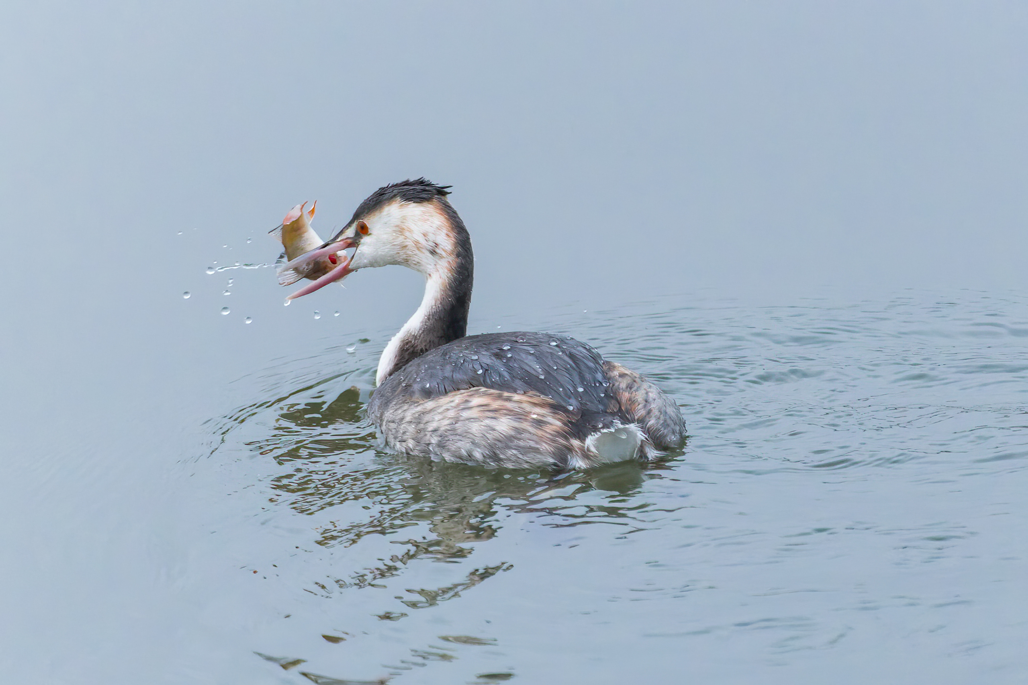 Great crested grebe with catch