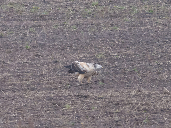 Buteo lagopus, Rough-legged Buzzard, Rauhfußbussard