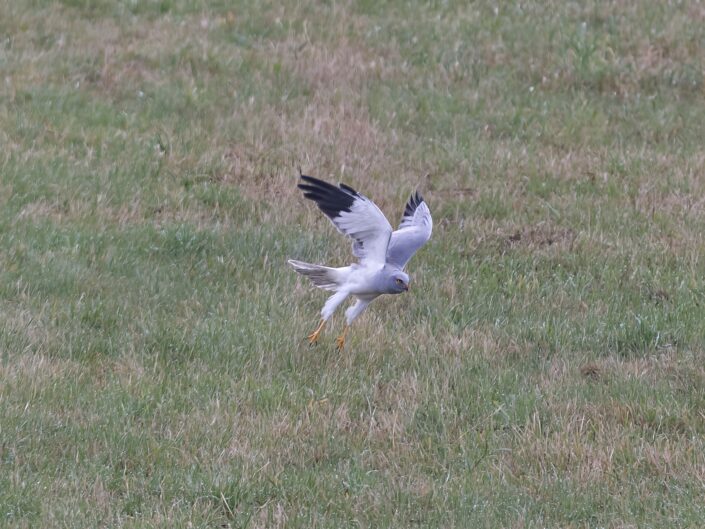 Circus cyaneus, Male hen harrier, Kornweihe, Männchen