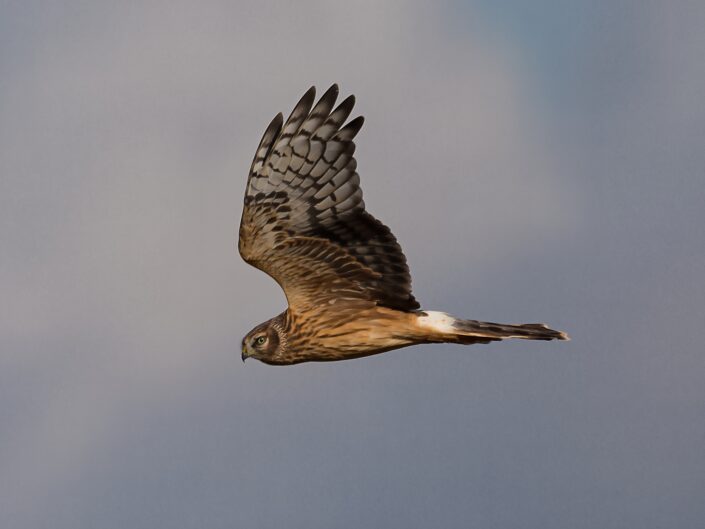 Circus cyaneus, Female hen harrier, Kornweihe, Weibchen