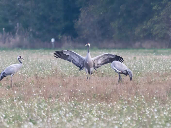 Common crane