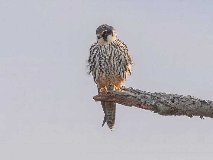 Eurasian hobby