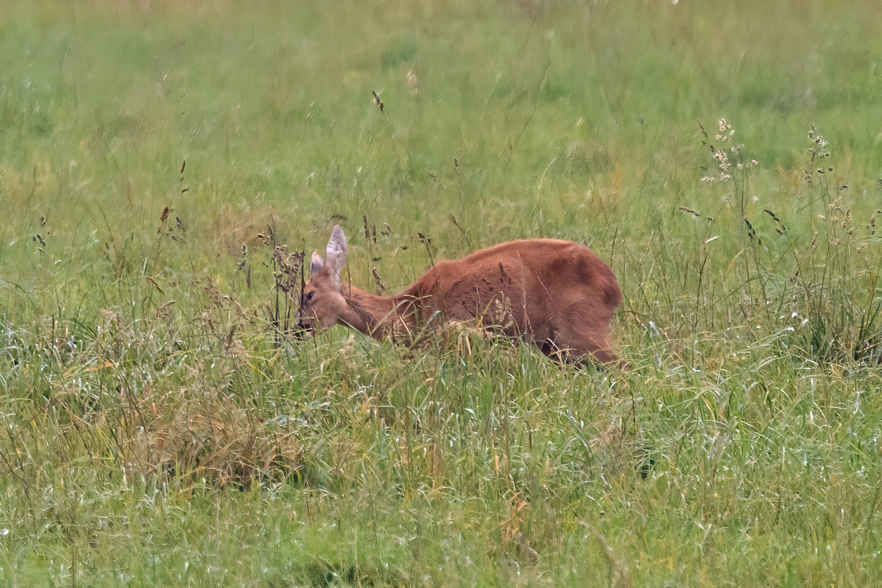 Roe deer in a meadow