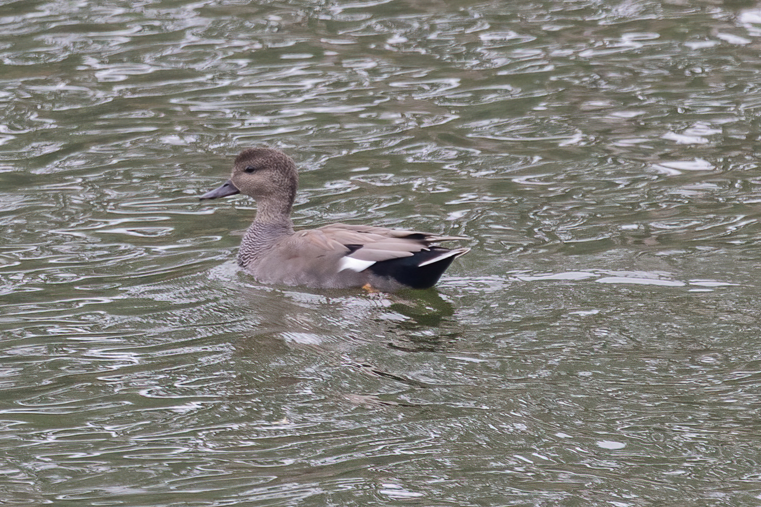 Gadwall
