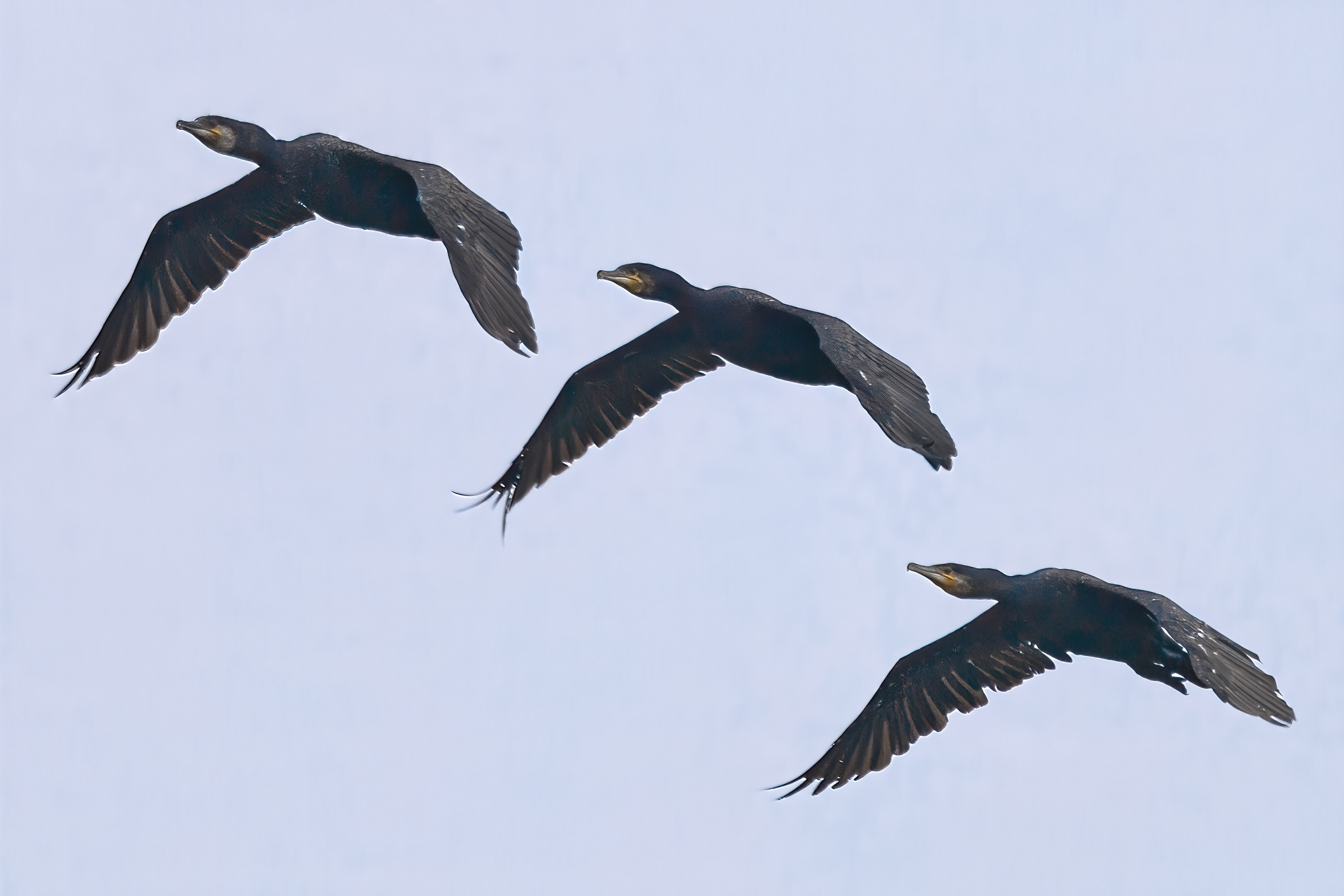 Great cormorants flying in formation