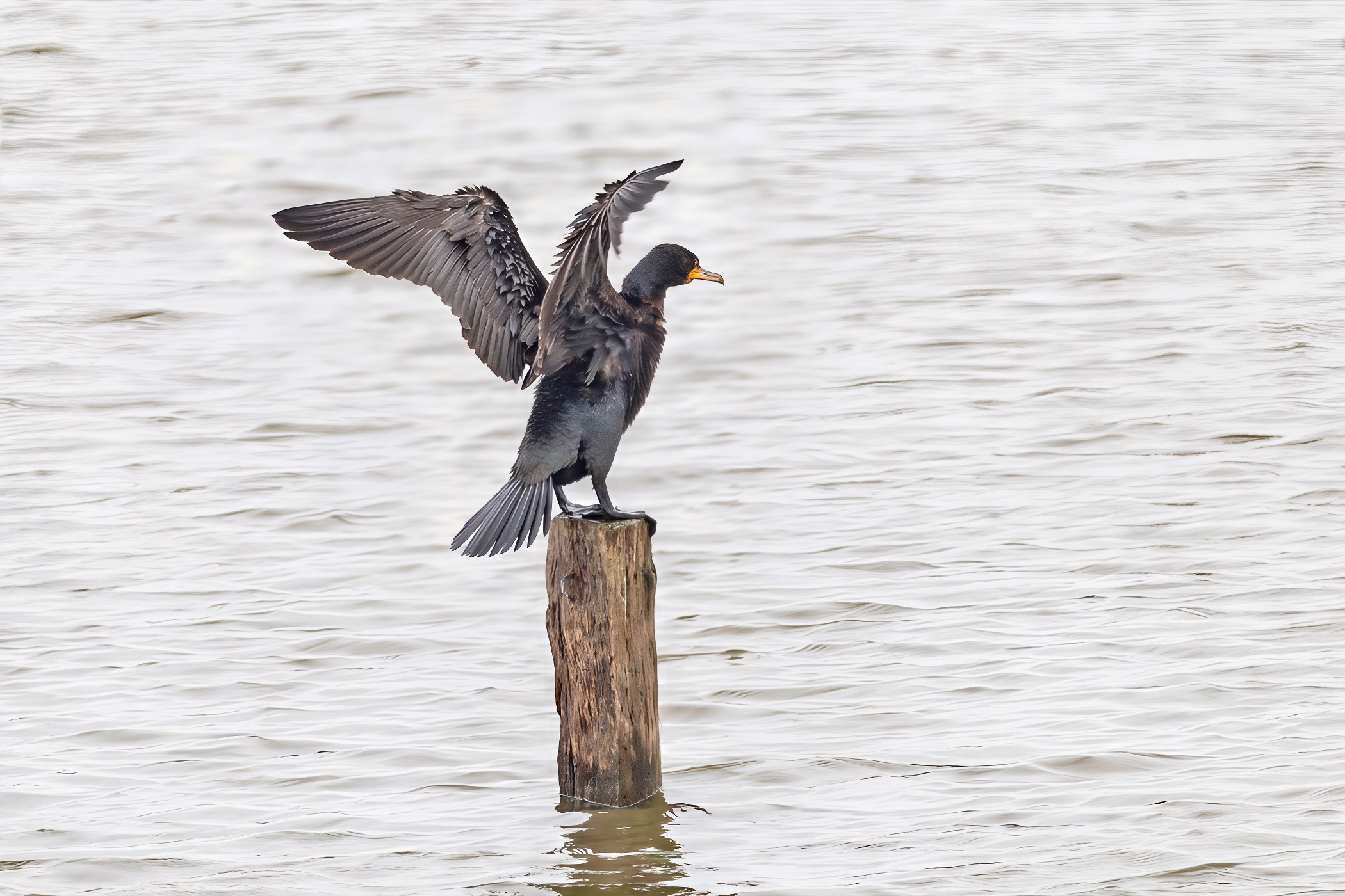 Great cormorant dries its feathers