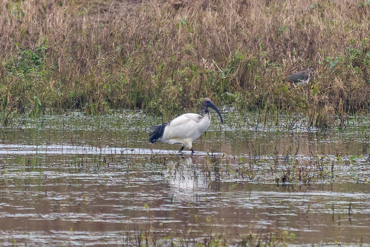 Sacred ibis