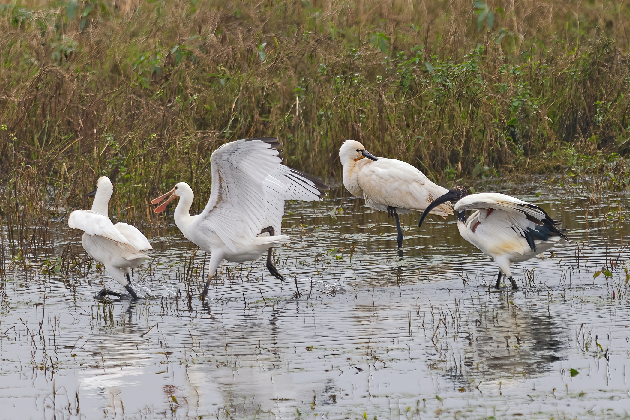Eurasian spoonbills with sacred ibis