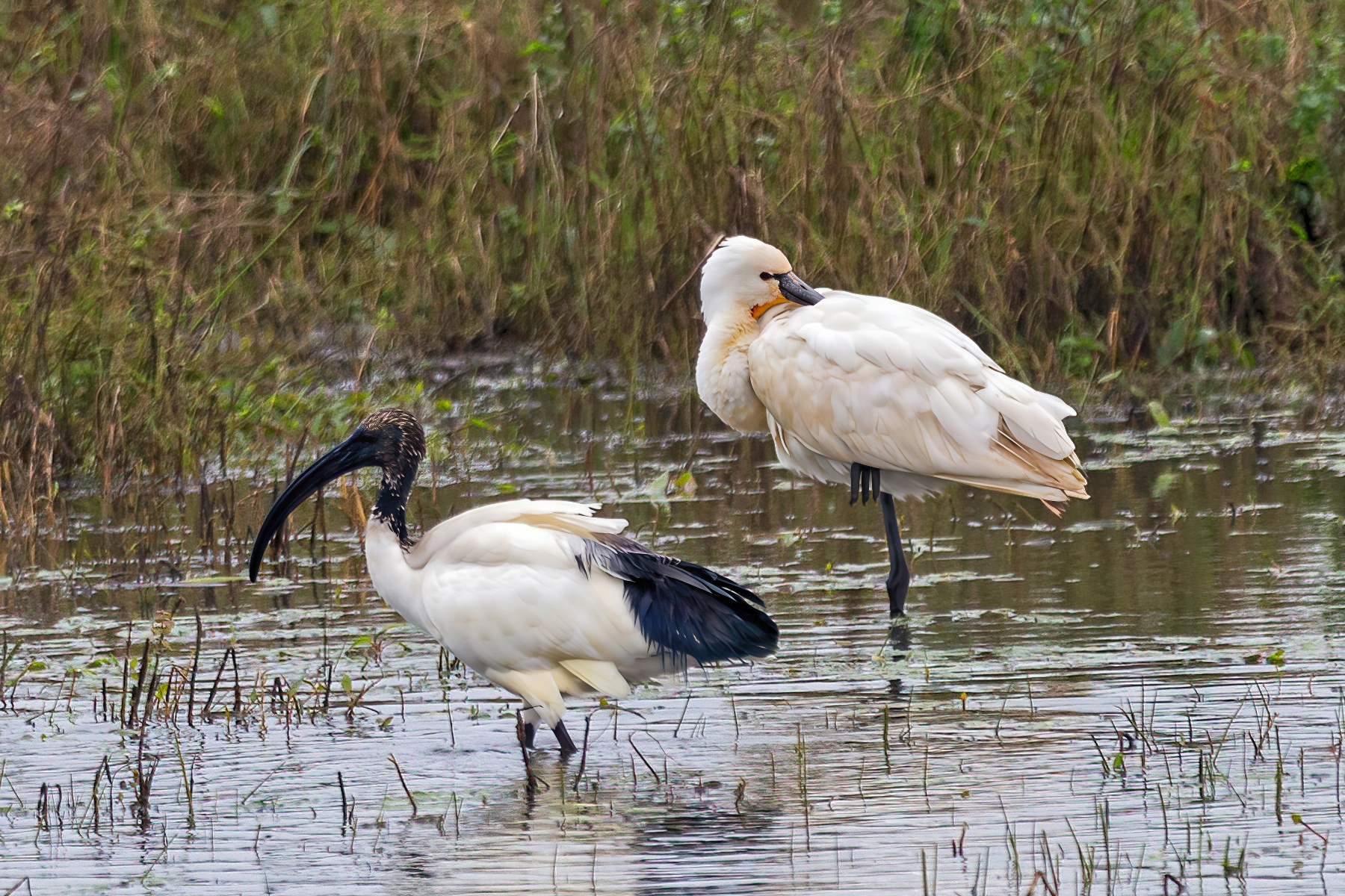 Eurasian spoonbill with sacred ibis