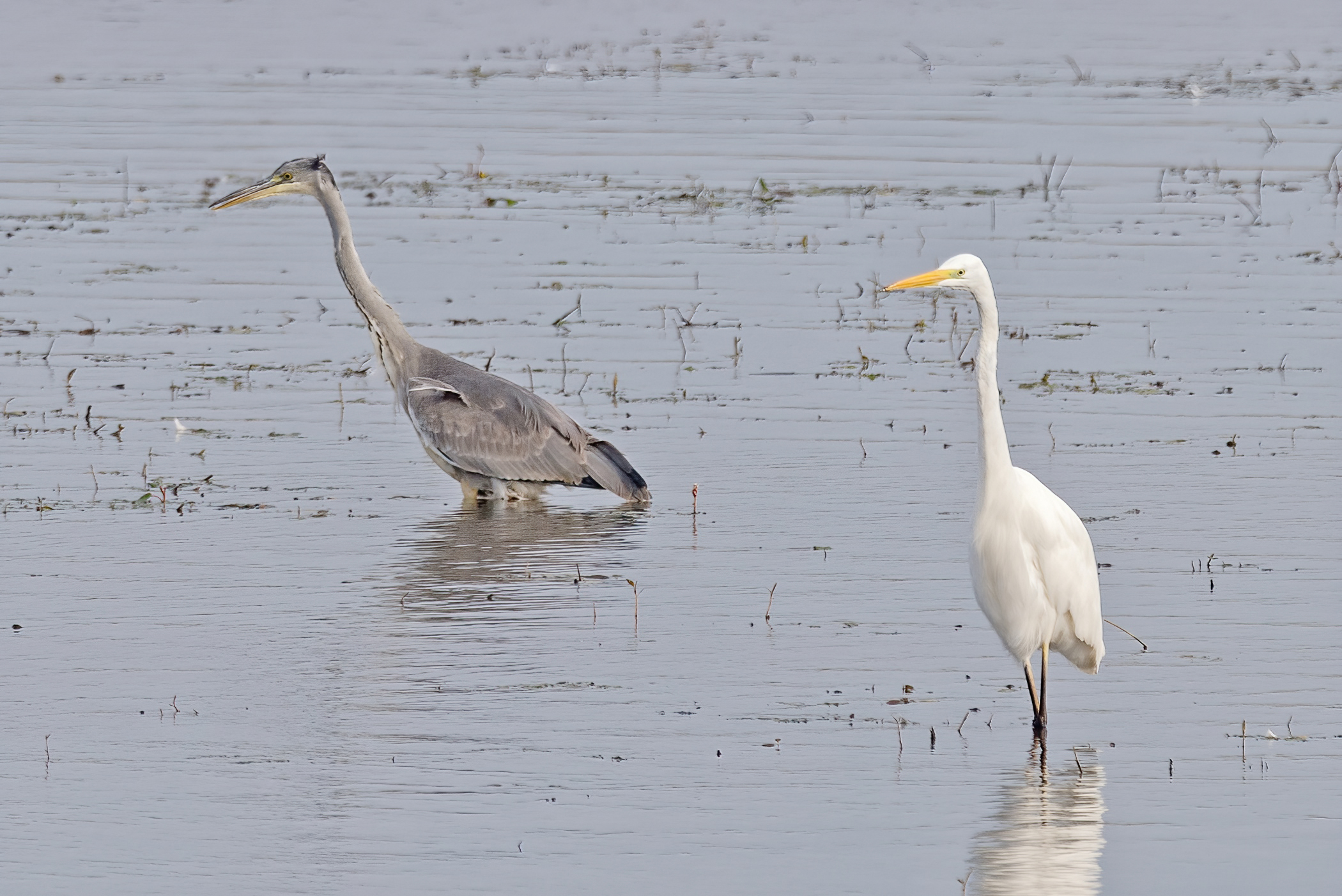 Great egret with grey heron