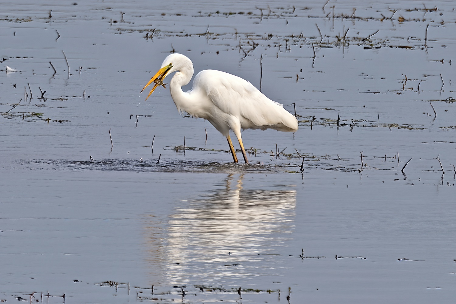 Great egret with a catch