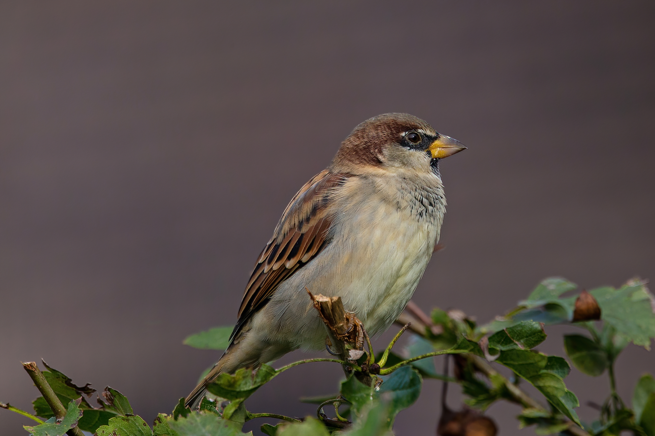 House sparrow on a hedge