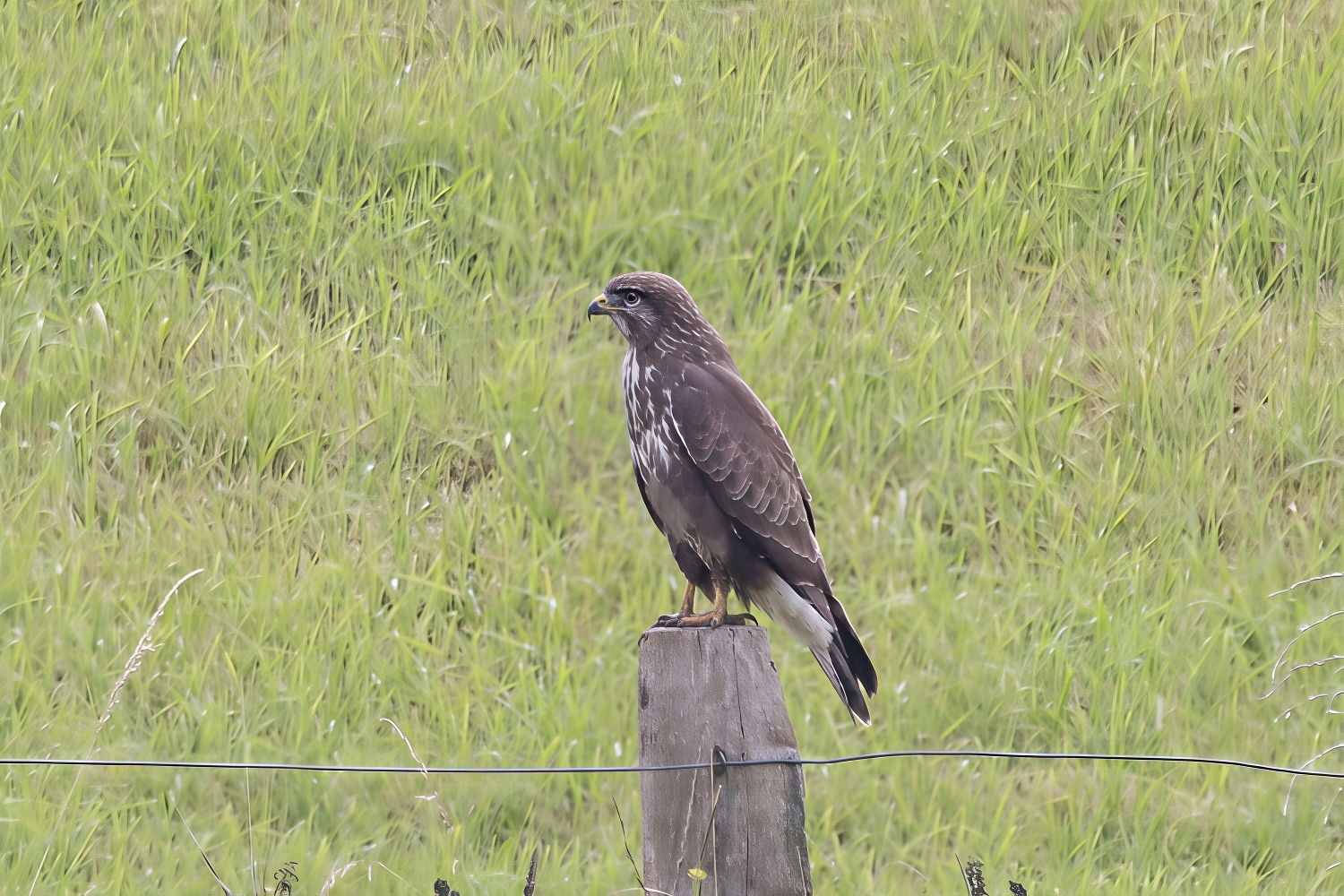Common buzzard