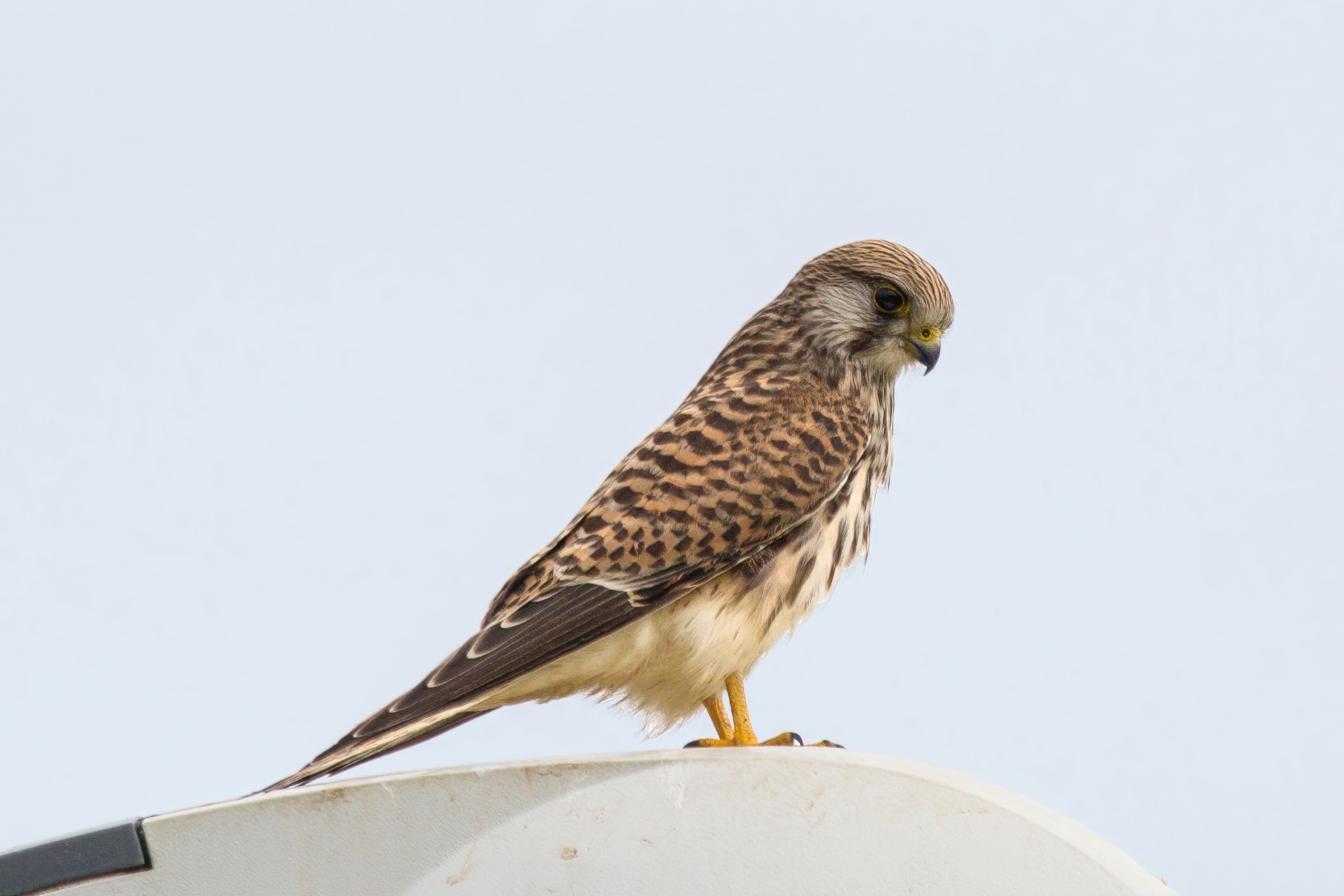 Common kestrel