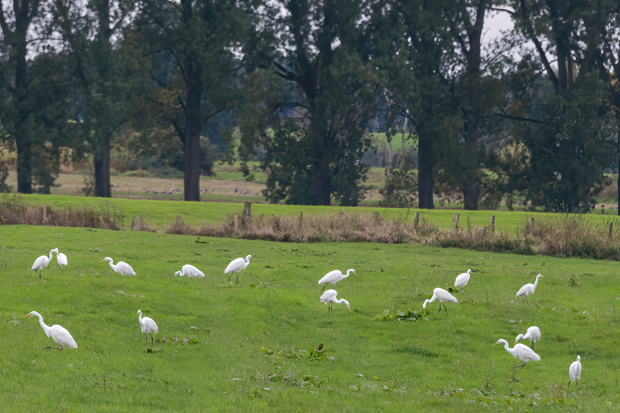 A gathering of great white egrets
