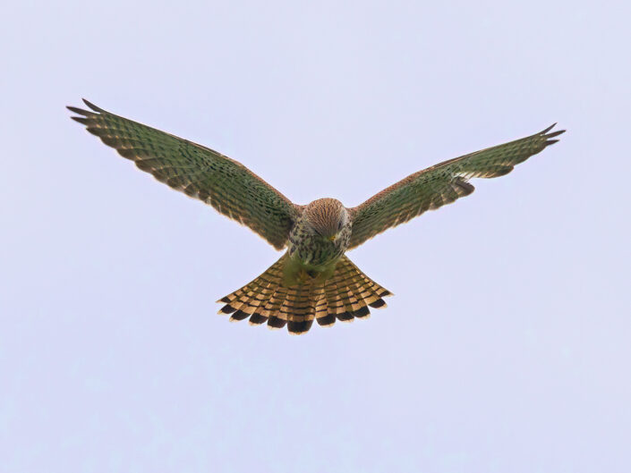 Common kestrel in the air