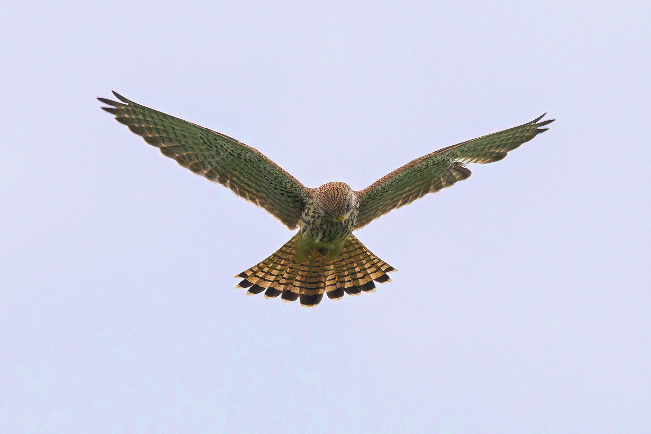 Common kestrel in the air