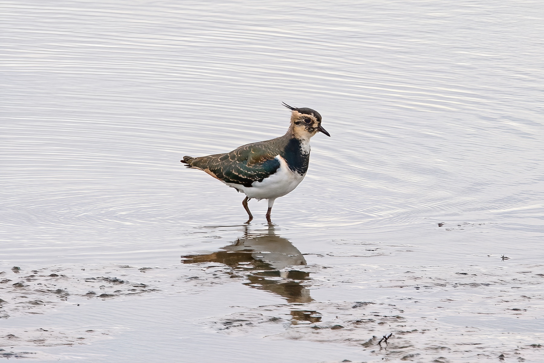 Northern lapwing